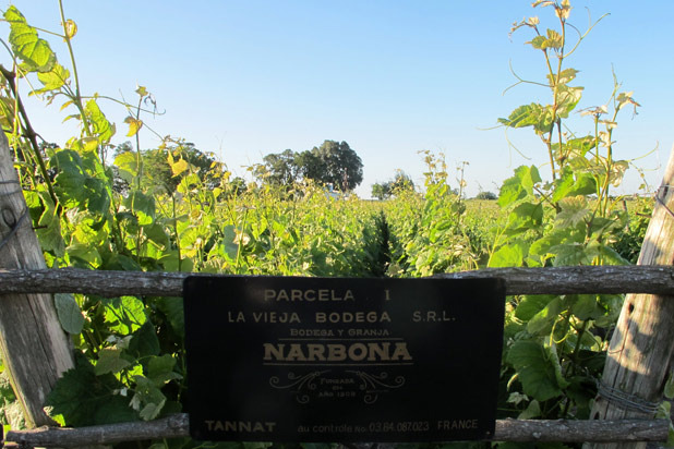 Finca Narbona (Carmelo, Uruguay)