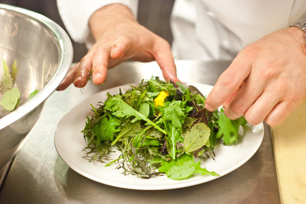 Farm Lettuces & Greens 