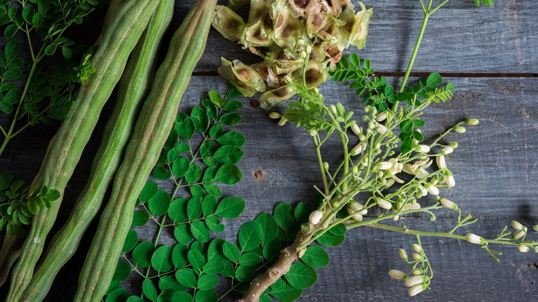 Moringa tree, seeds, pods, and leaves