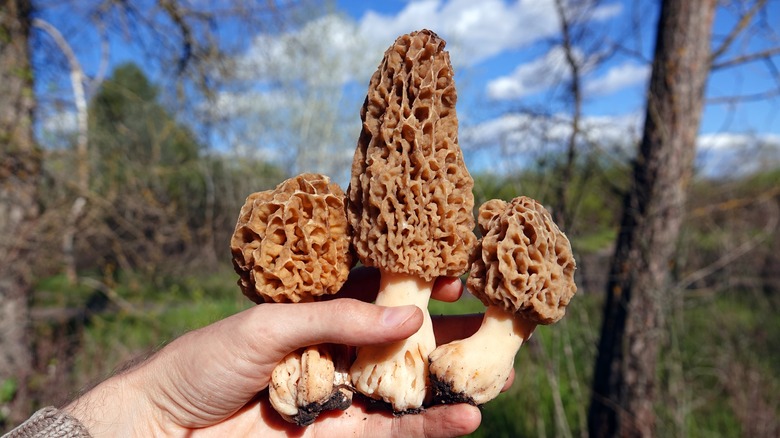 hand holding morel mushrooms