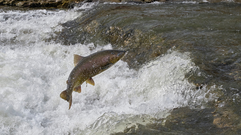 A chinook salmon swimming upstream 