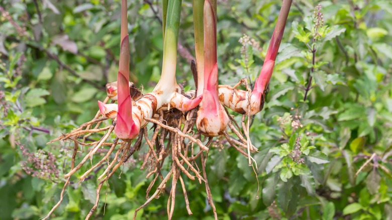 freshly harvested galangal