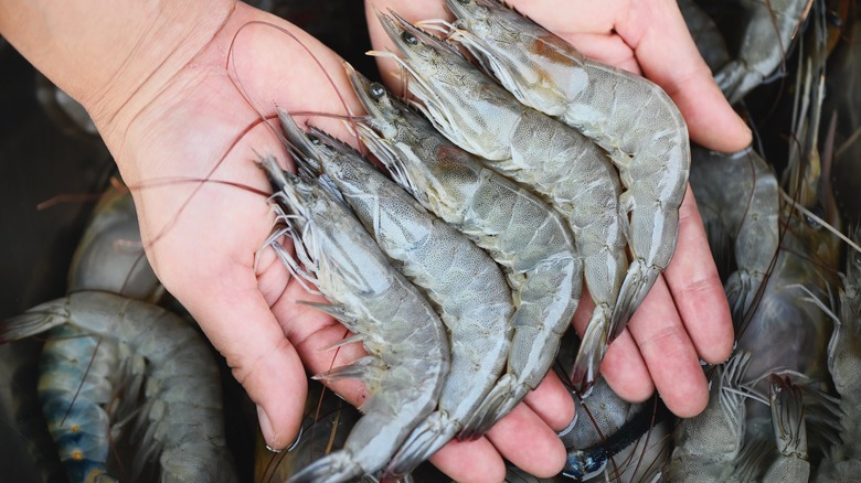 hands holding raw shrimp