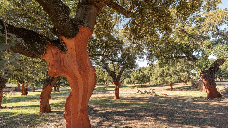 Cork oak tree