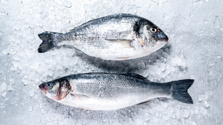 Whole seabass with ice on metal table