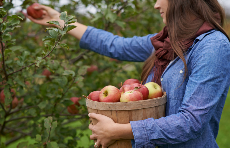 Apple Picking Is Your Favorite Sport