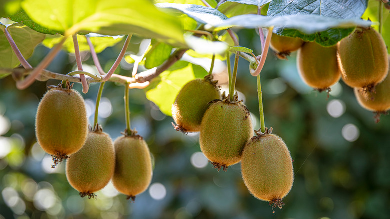 Kiwi on the vine