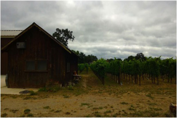 Snapshots of California Wine Country