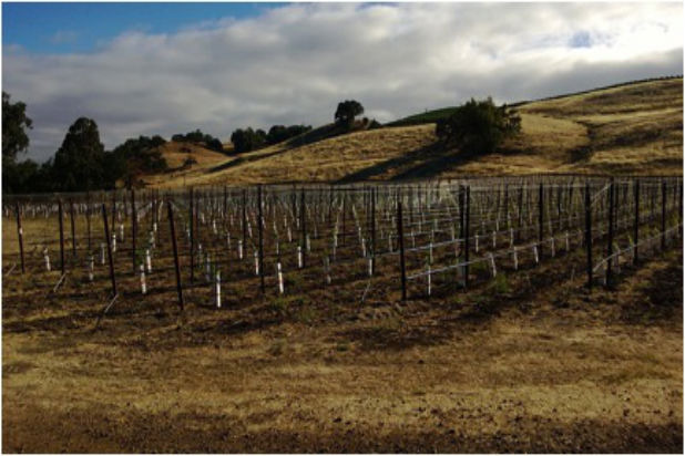 Snapshots of California Wine Country