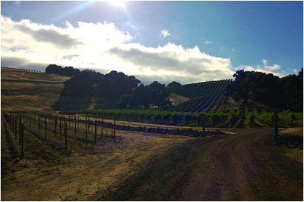 Snapshots of California Wine Country