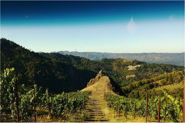 Snapshots of California Wine Country