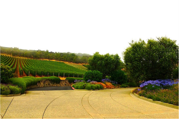 Snapshots of California Wine Country