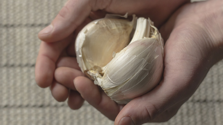 Hands holding elephant garlic