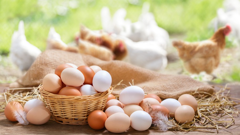 eggs in baskets with free roaming chickens