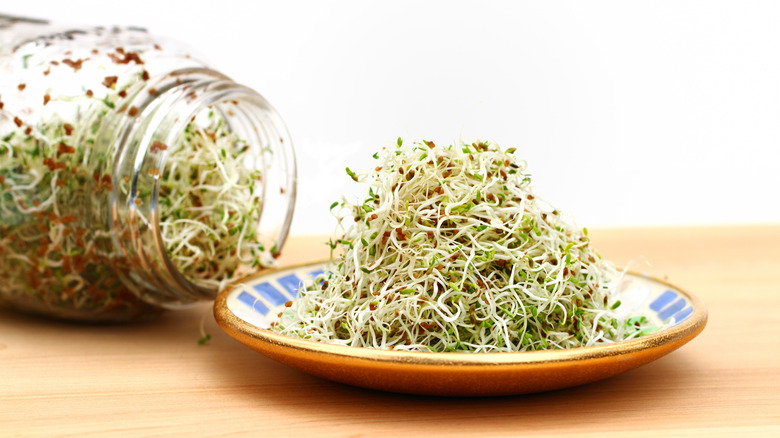 Alfalfa sprouts in a jar