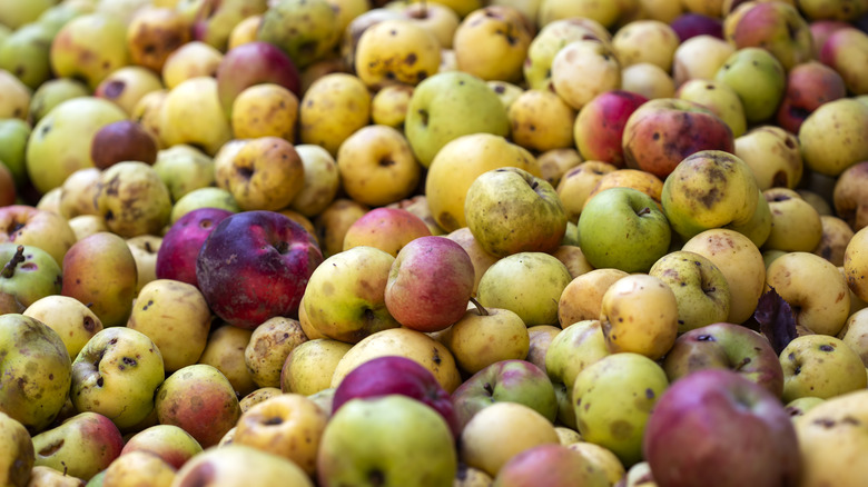 Slightly damaged apples