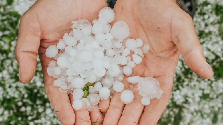 Pellet ice in hands