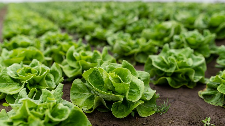 heads of lettuce growing in the ground