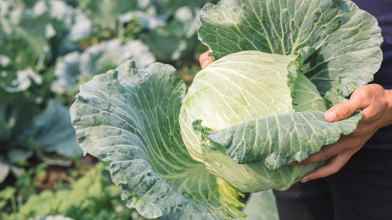 person holding a head of cabbage