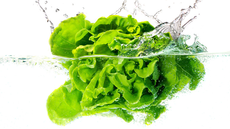 lettuce in water