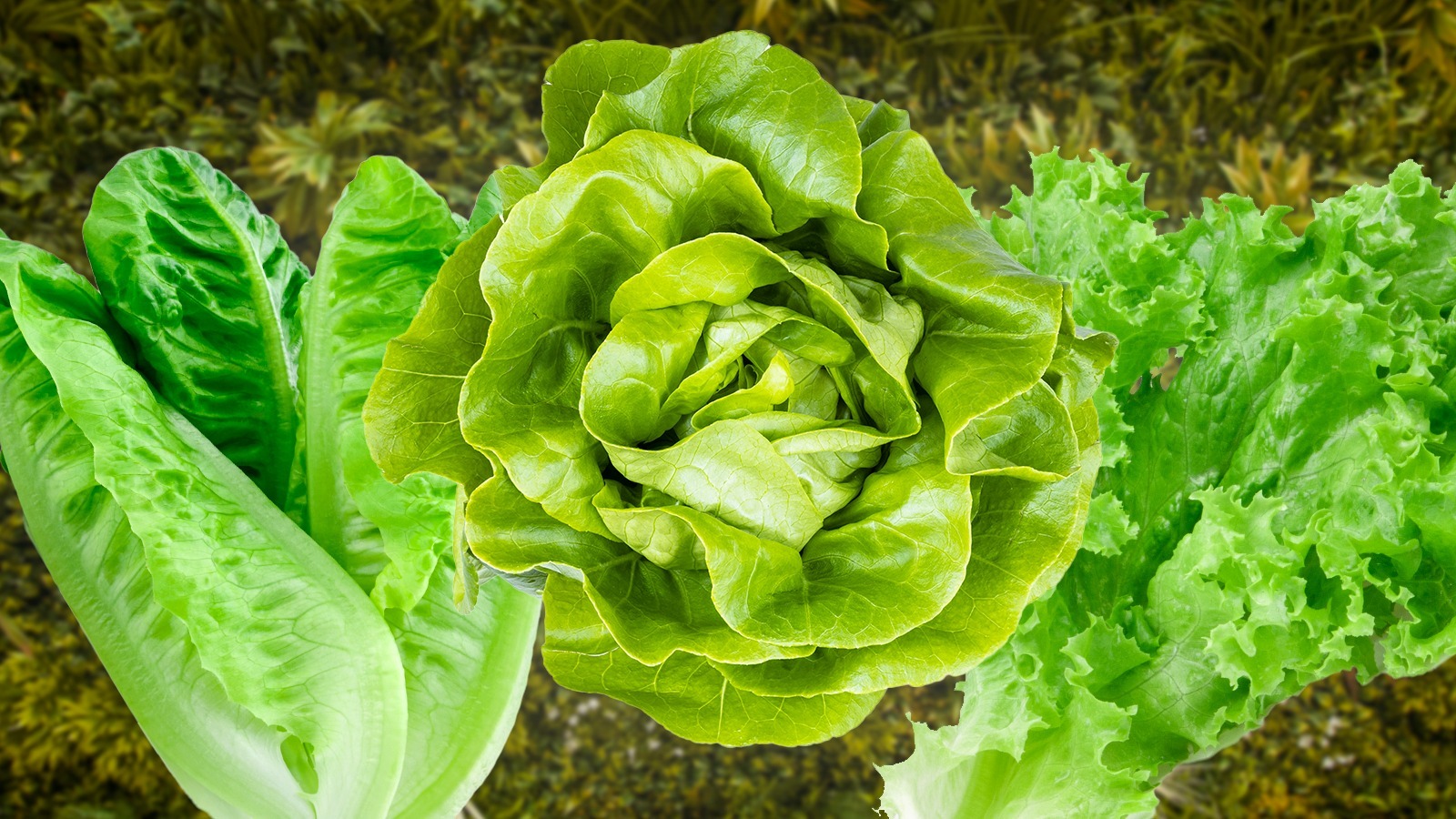 https://www.thedailymeal.com/img/gallery/stop-wasting-lettuce-tips-for-getting-the-most-out-of-the-vegetable/l-intro-1684327841.jpg