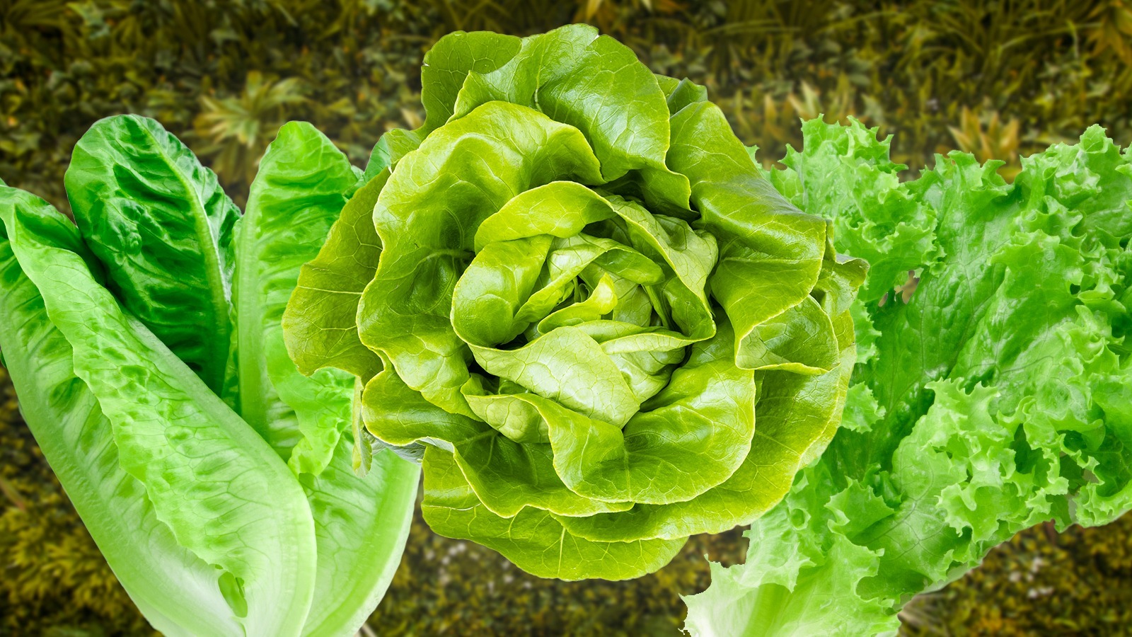 Stop Wasting Lettuce Tips For Getting The Most Out Of The Vegetable