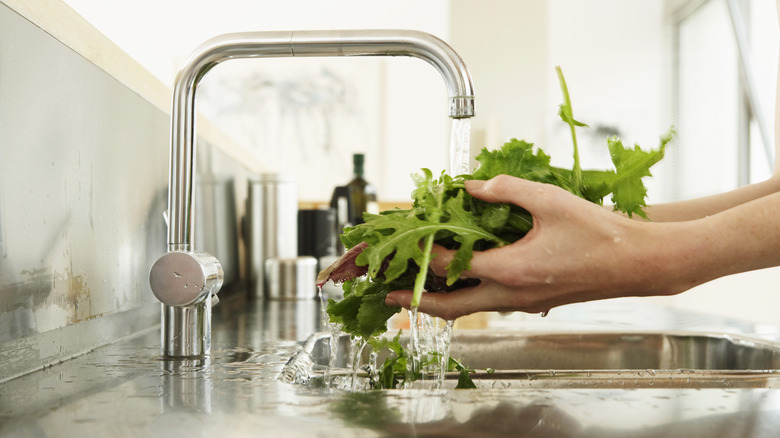 woman washing lettuce