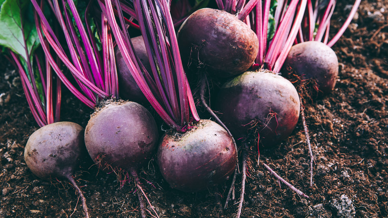 red beets on the ground