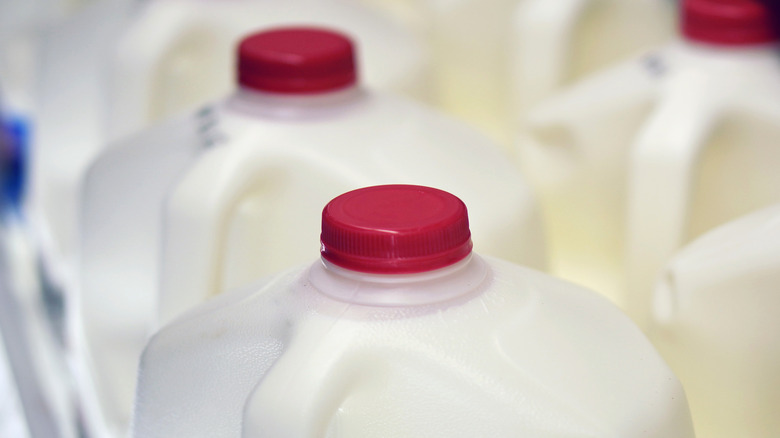 Gallons of whole milk at grocery store