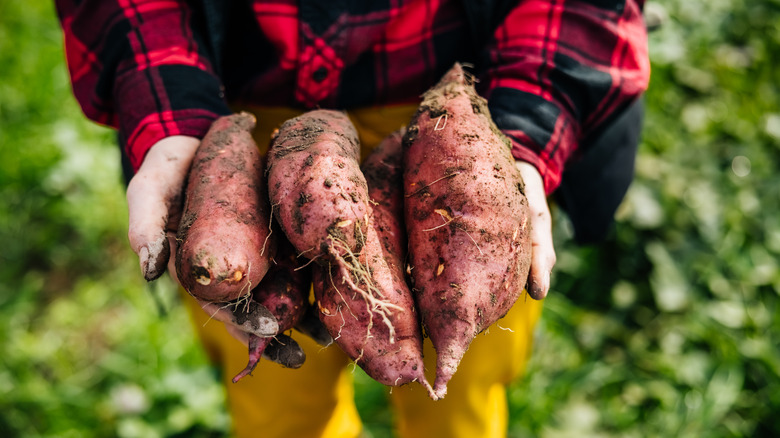 A farmer holding freshly harvested sweet potatoes