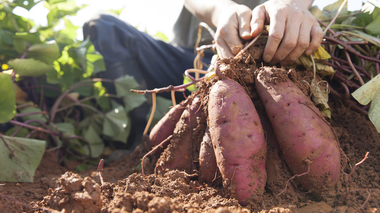 A farmer uproots sweet potatoes 