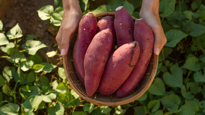 A person holds a basket of sweet potatoes 