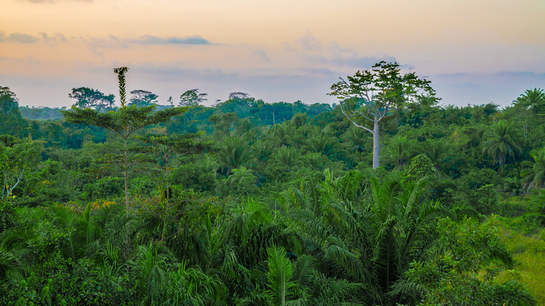 West African rainforest