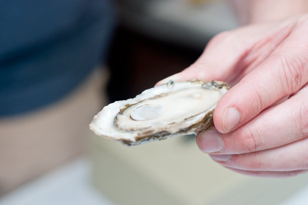 Rappahannock Oysters