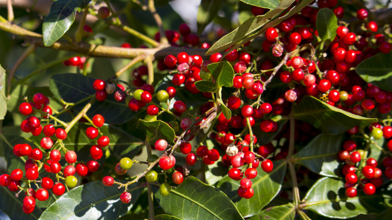 Szechuan pepper tree with red peppercorns