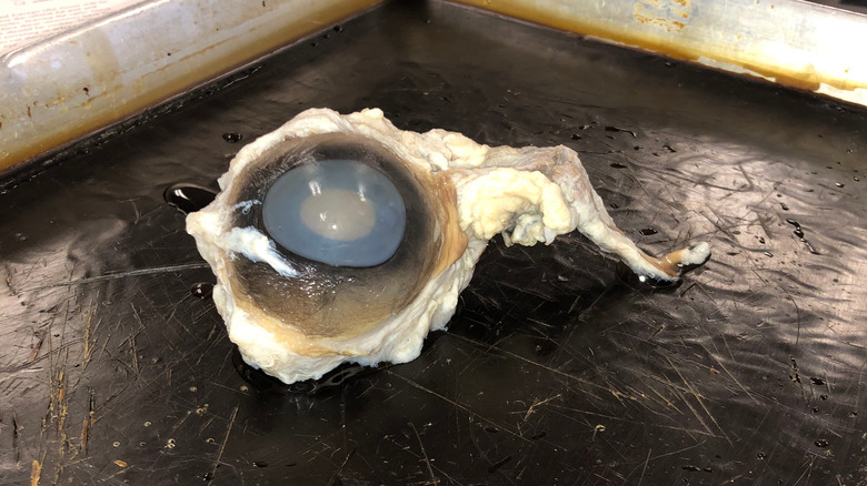 Cow's eyeball