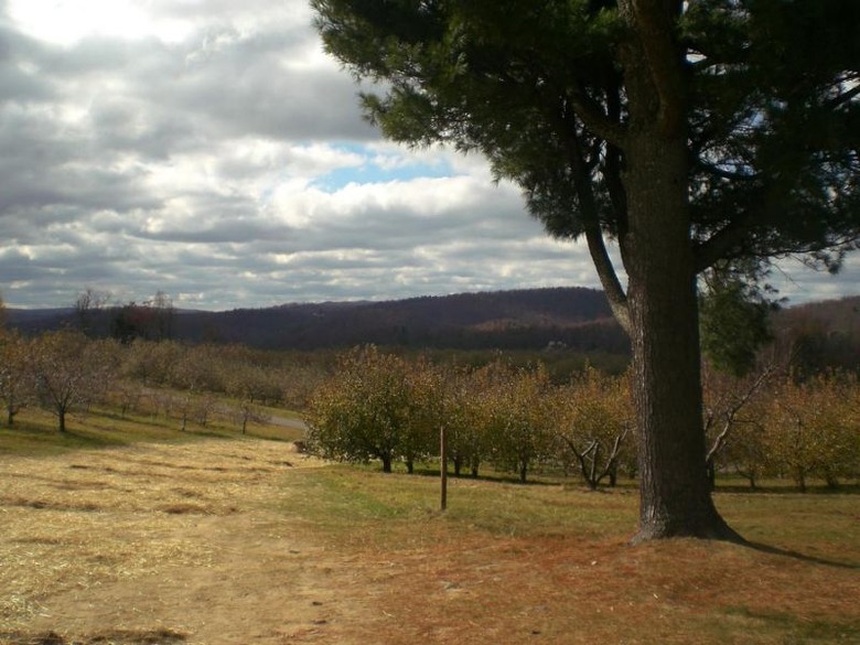 apple picking