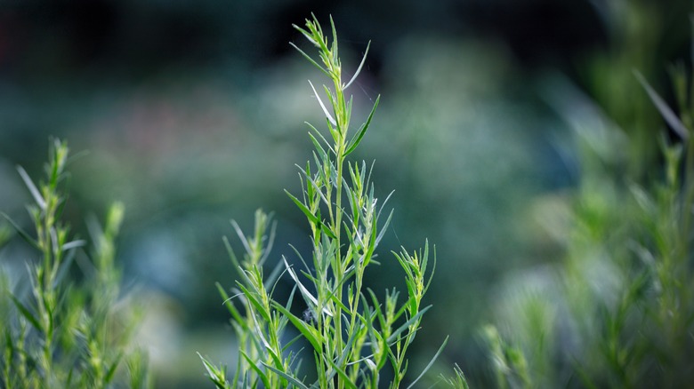 Fresh tarragon growing outside