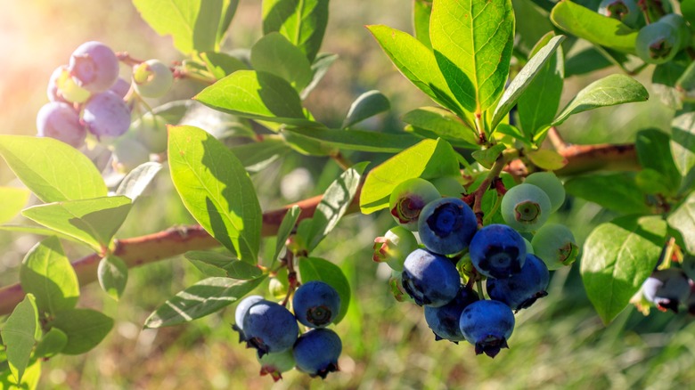 Technically, Blueberries Aren't Blue. So How Do They Get Their Color?