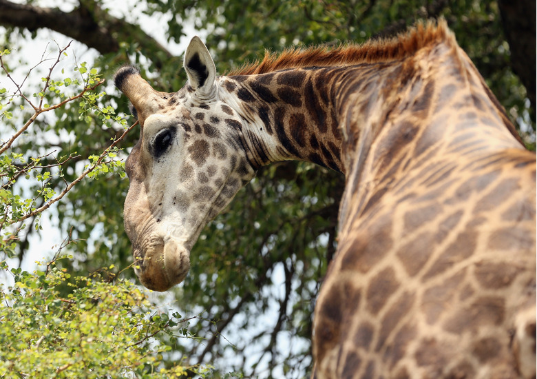 Ulusaba Private Game Lodge (Skukuza, South Africa)