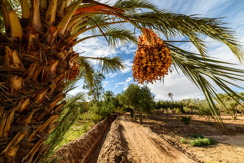 Dar Ahlam (Skoura, Morocco)