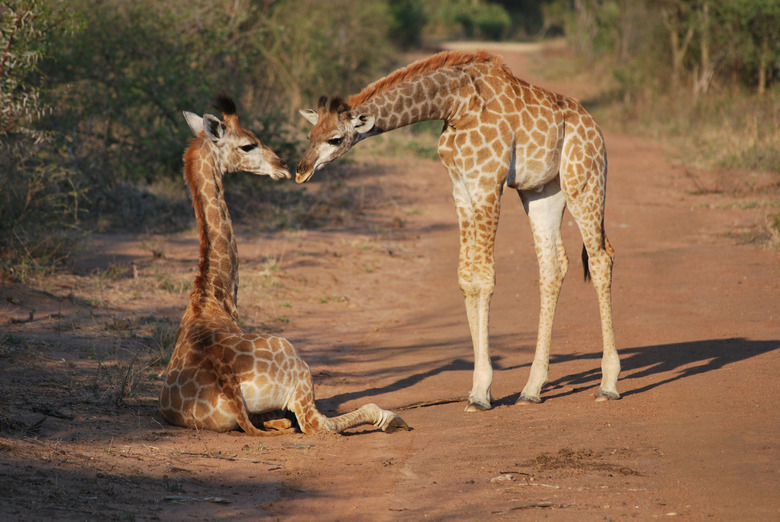 Kapama Karula (Hoedspruit, South Africa)