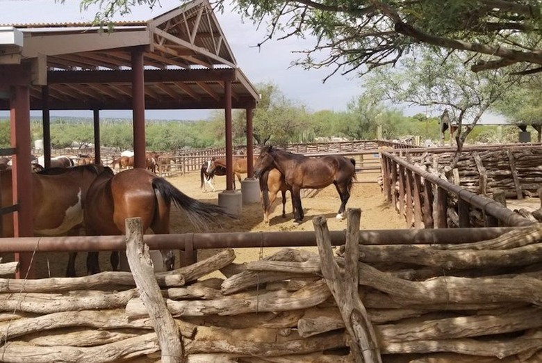 Tanque Verde Ranch (Tucson, Ariz.)