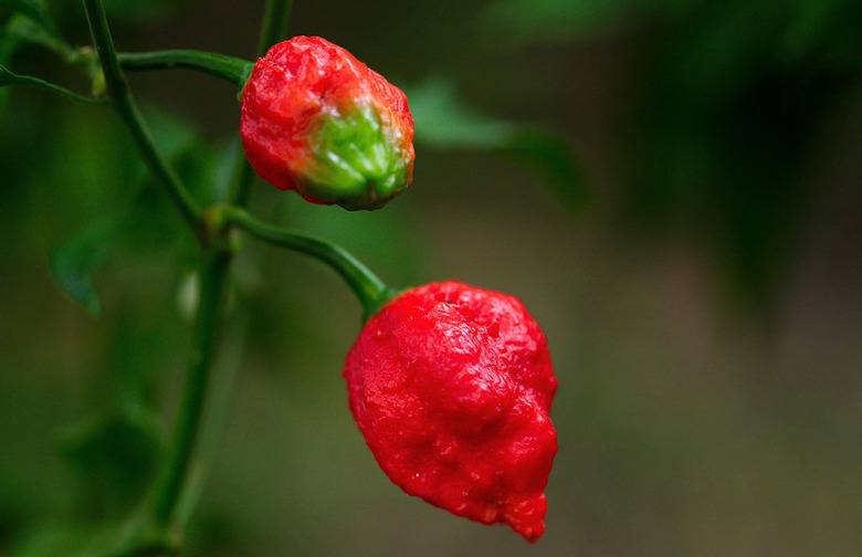 #2 Trinidad Moruga Scorpion