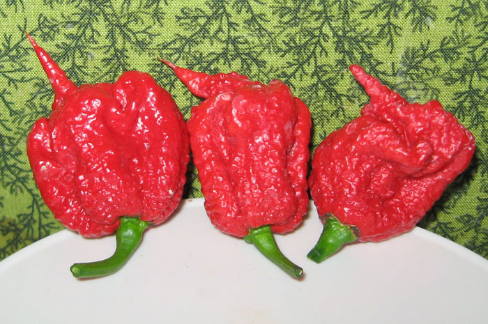 #1 Carolina Reaper