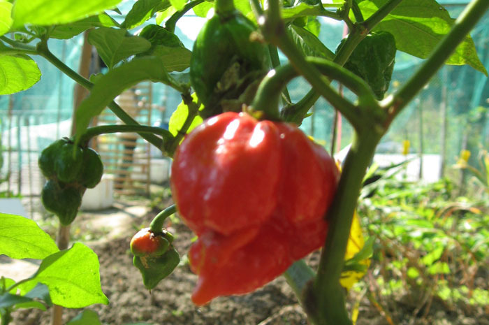 #6 Trinidad Scorpion Butch T