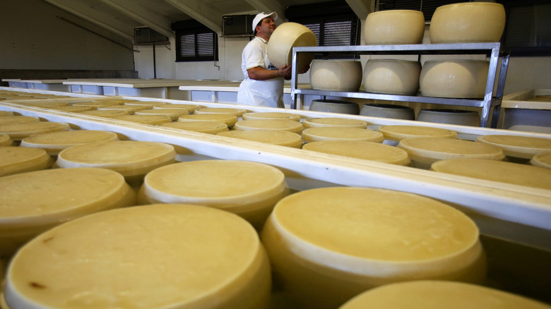 Hard cheese wheels in making