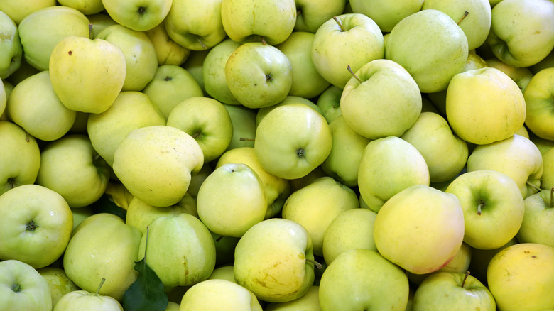 Pile of Ginger Gold apples