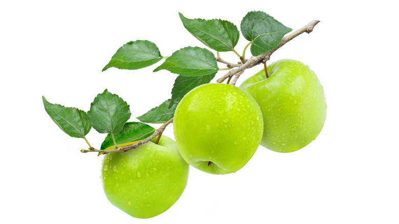 Granny Smith apples on branch