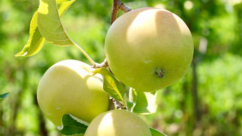 Crispin apples growing on branch